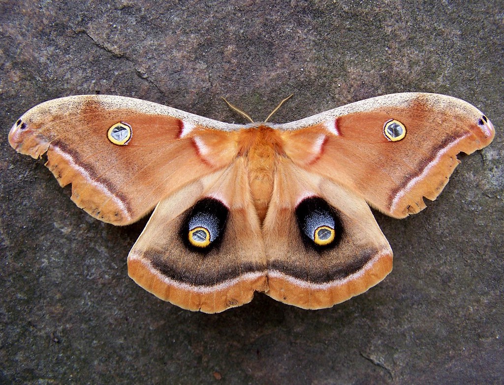 Bigass polyphemus moth